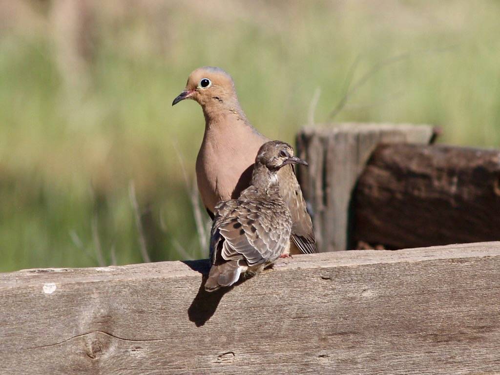 Adult and fledgling Mourning Doves by lostinfog is licensed under CC BY-SA 2.0.